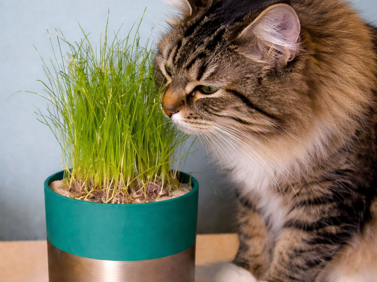 20 Fun 3D Printed Cat Toys Your Pet Will Love in 2026 3 3d printed Cat Grass Planter