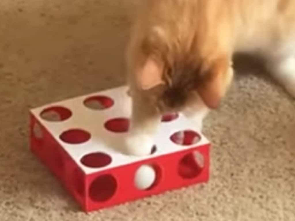 cat ping pong ball box 3d printed