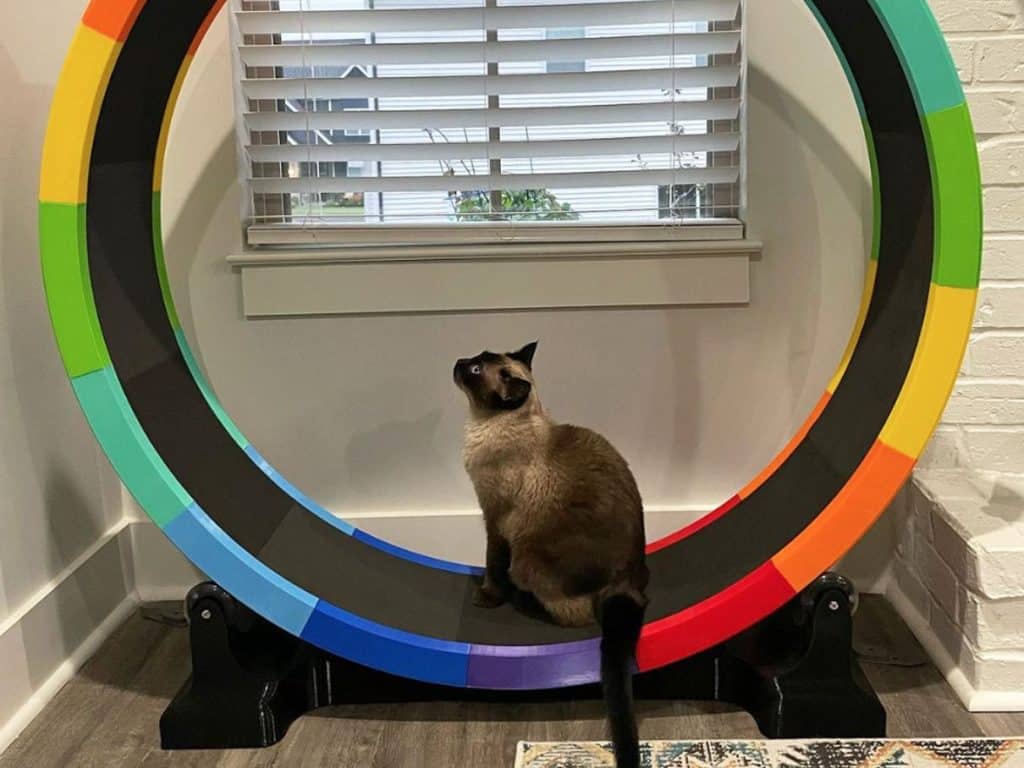3d printed cat wheel